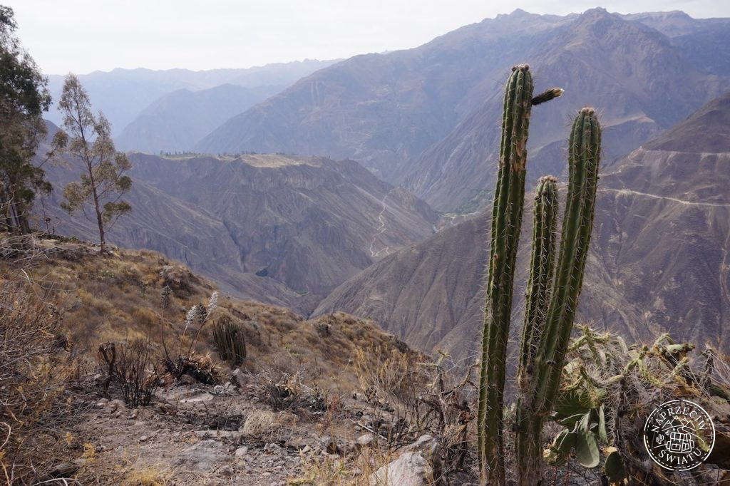 Krajobraz kanionu Colca - kaktusy