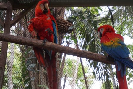 Papugi w Amazon Shelter - Amazonia Peru