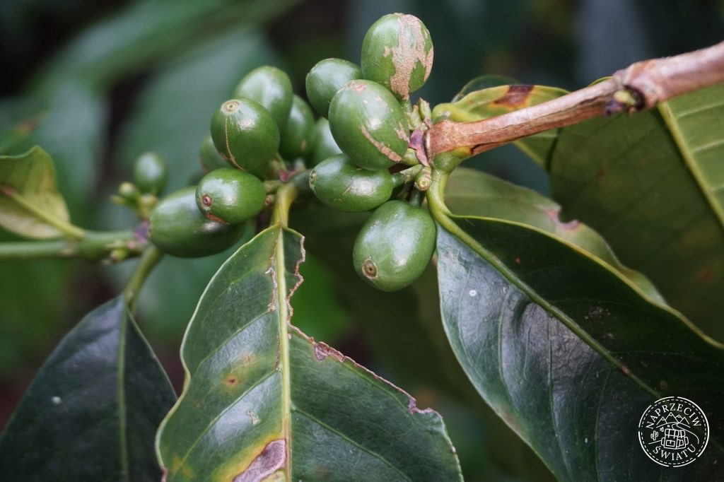 Zielone ziarna kolumbijskiej kawy na plantacji w Salento