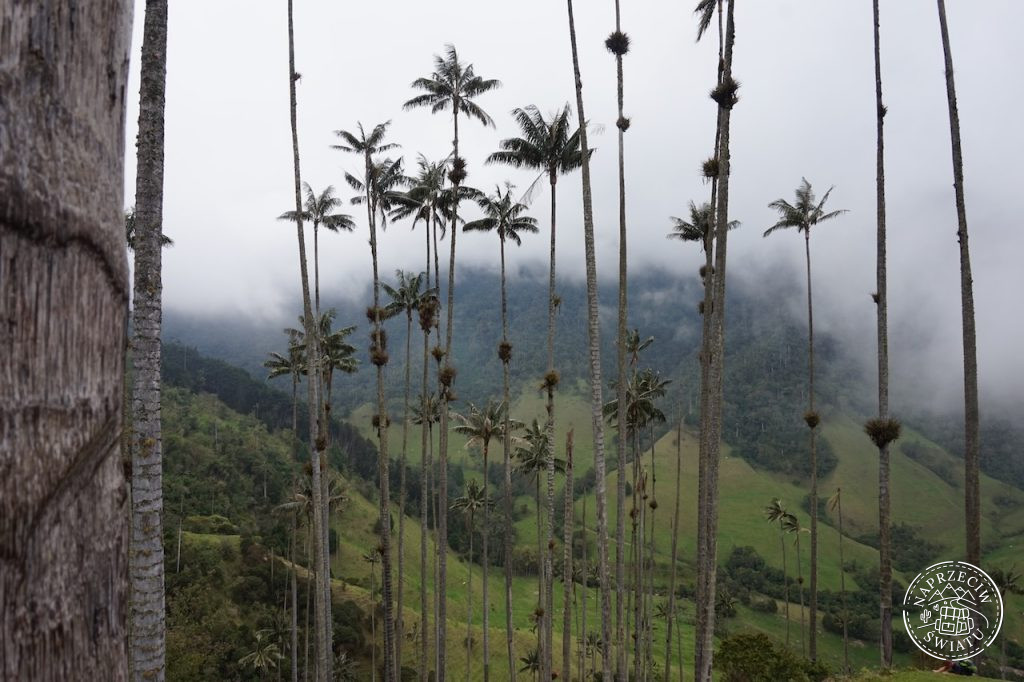 Palmy woskowe w dolinie Valle de Cocora - jeden z symbolów Kolumbii