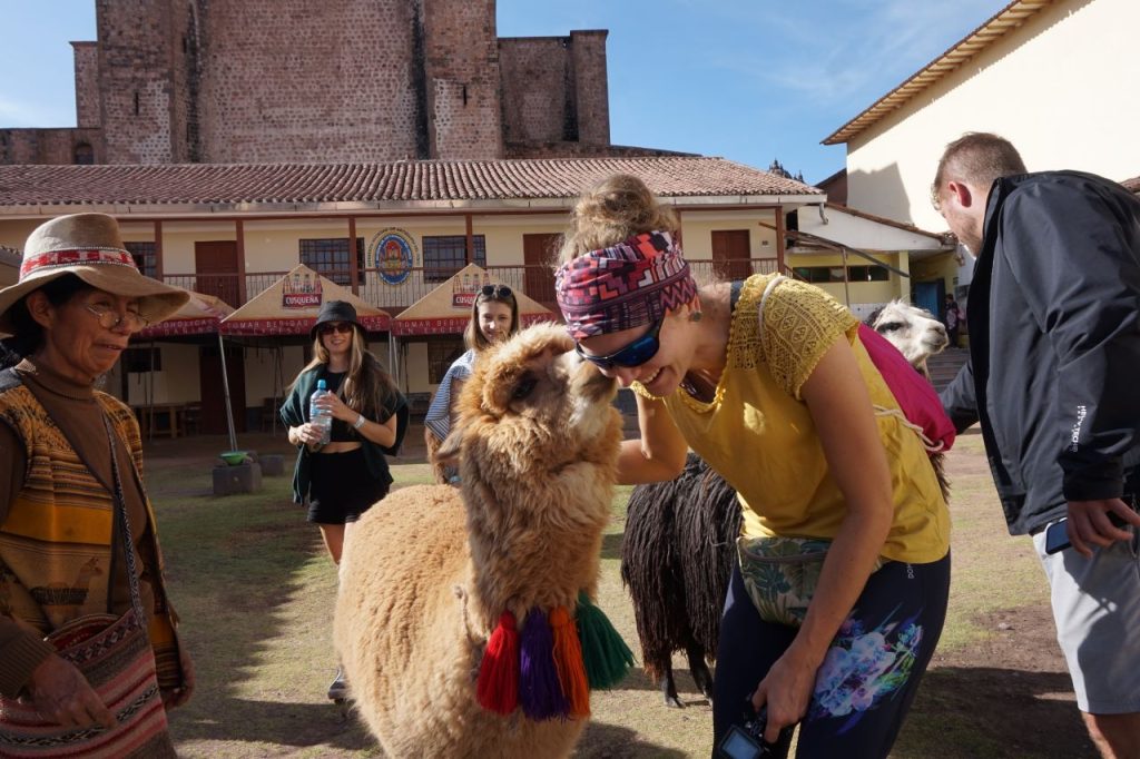 Alpaki w centrum Cusco - Peru