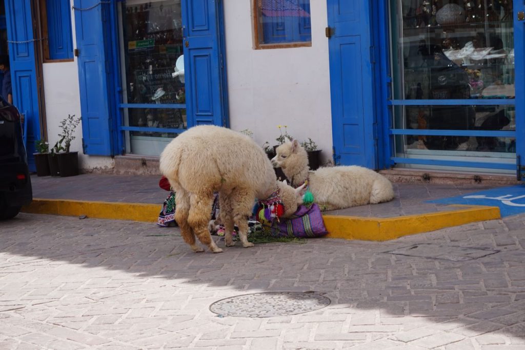 Alpaki na ulicach w Peru