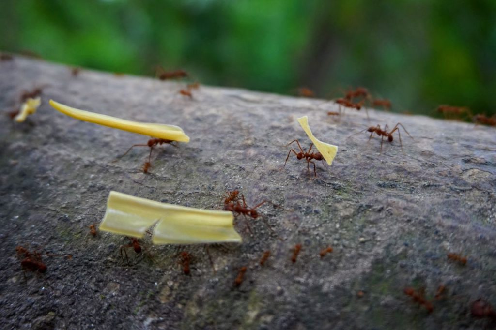 Mrówki, park Tayrona - Kolumbia