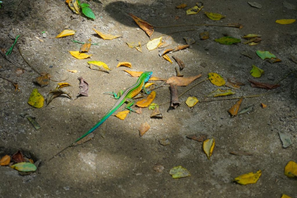 Jaszczurka, park Tayrona - Kolumbia