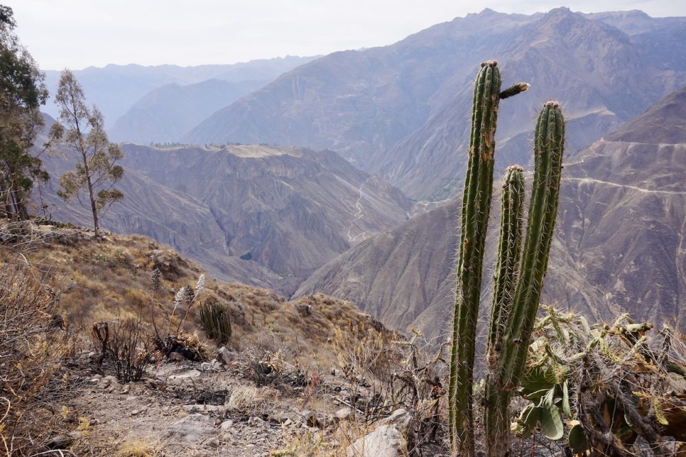 Widoki na kanion Colca