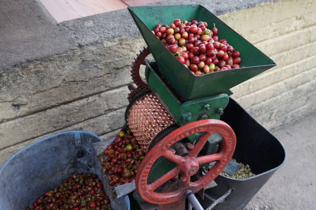 Maszyna do "drylowania" owoców kawowca