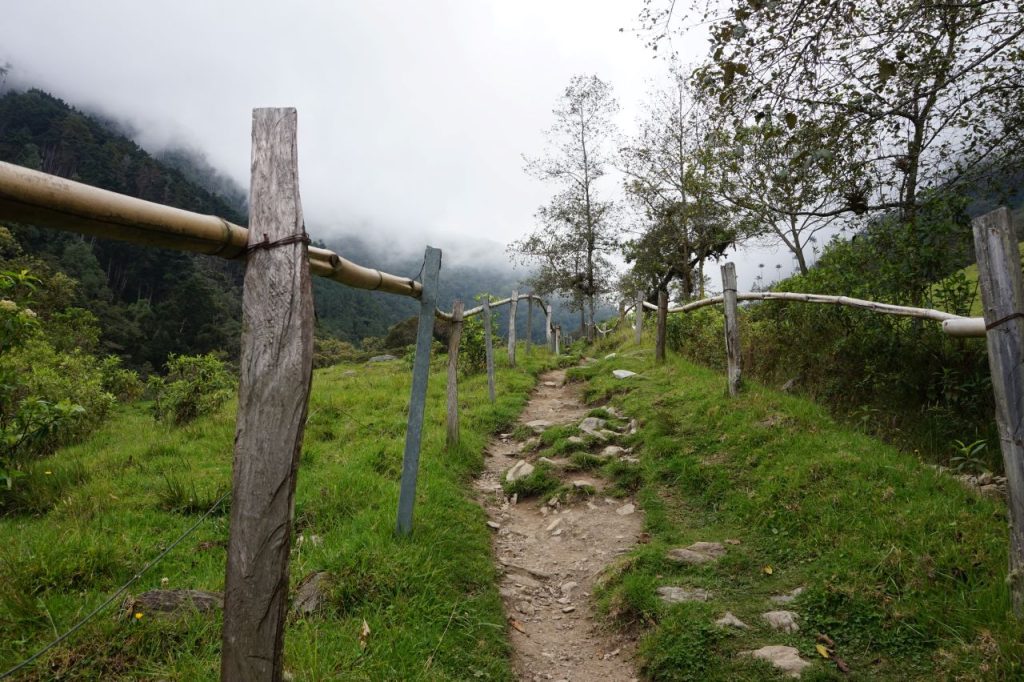 Trekking w Valle de Cocora