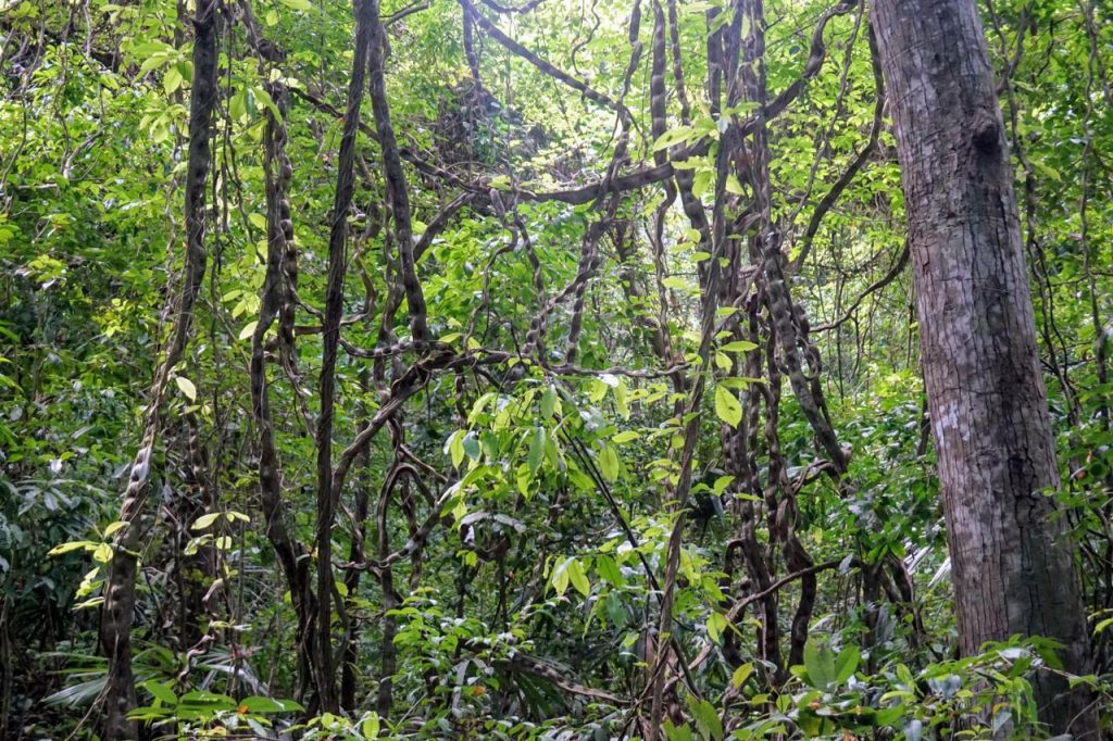 Park Tayrona