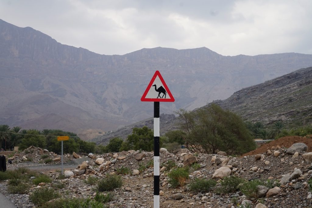 Uwaga wielbłądy na drodze w Omanie!