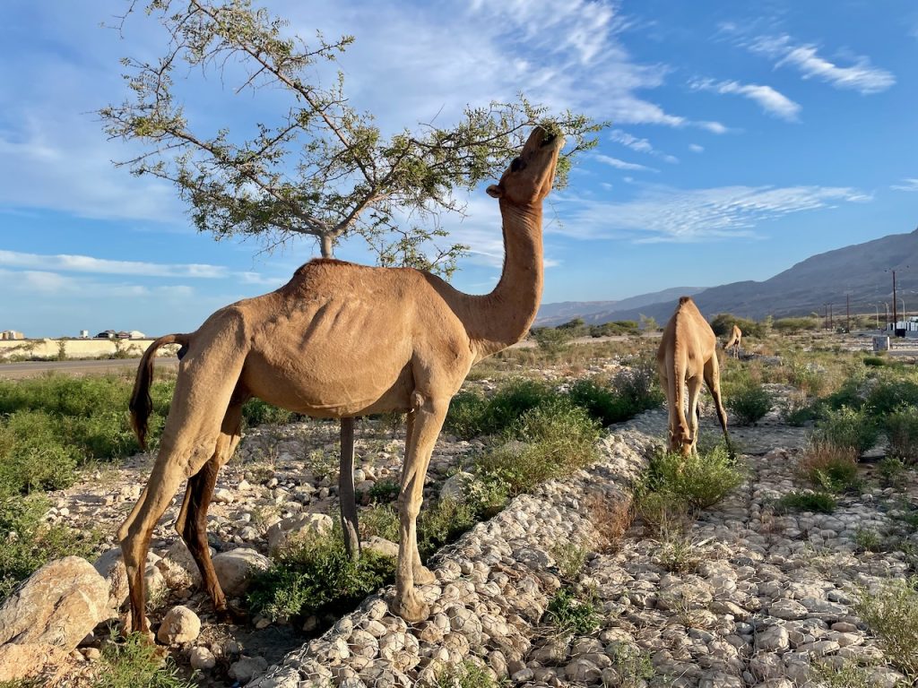Wielbłądy w Omanie