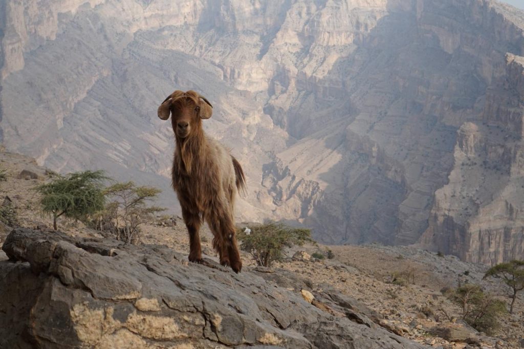 Koza w Jebel Shams