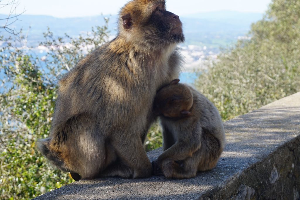 Matka z dzieckiem wśród dzikich makaków berberyjskich Gibraltaru