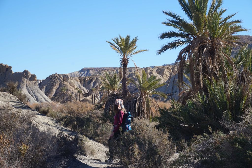 Wędrówka przez palmową oazę na tle surowych skał Tabernas