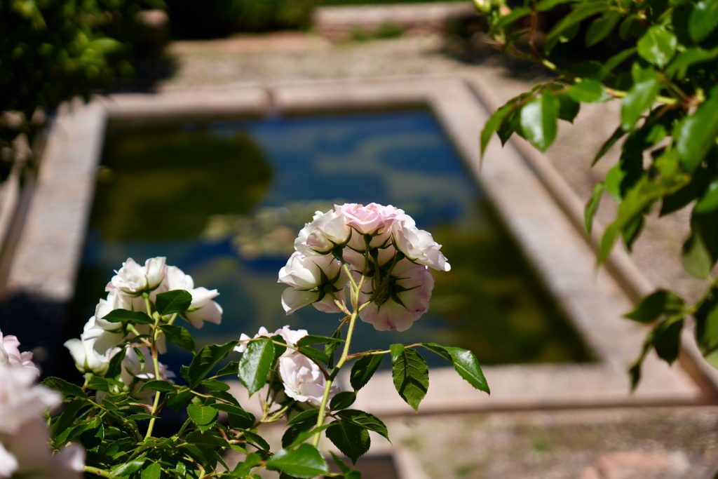 Delikatne róże przy fontannie w mauryjskich ogrodach Alhambry, Granada