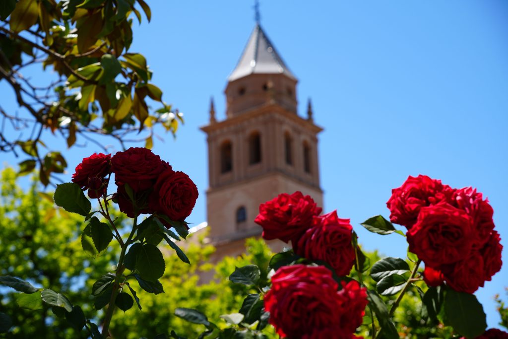 Czerwone róże na tle wieży kościoła w Alhambrze, Granada