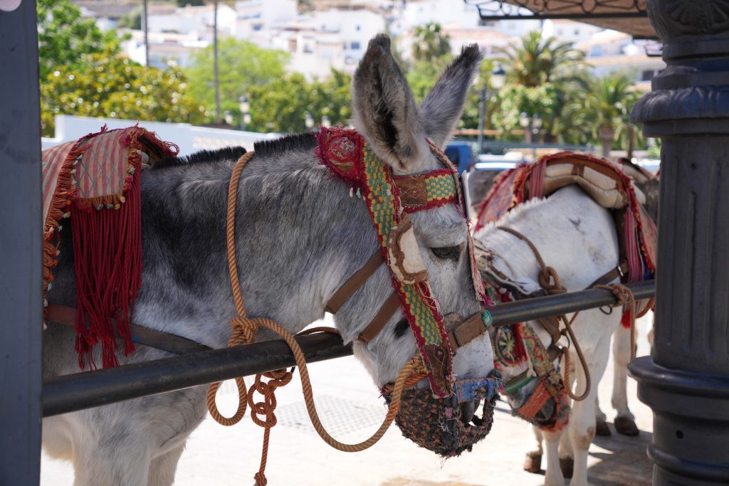Kolorowo udekorowane osiołki - symbol andaluzyjskiego Mijas