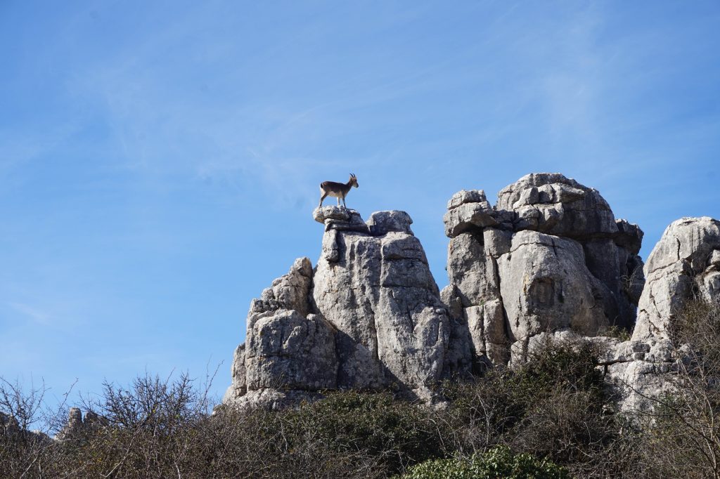 Górski koziorożec na szczycie wapiennych skał Torcal de Antequera