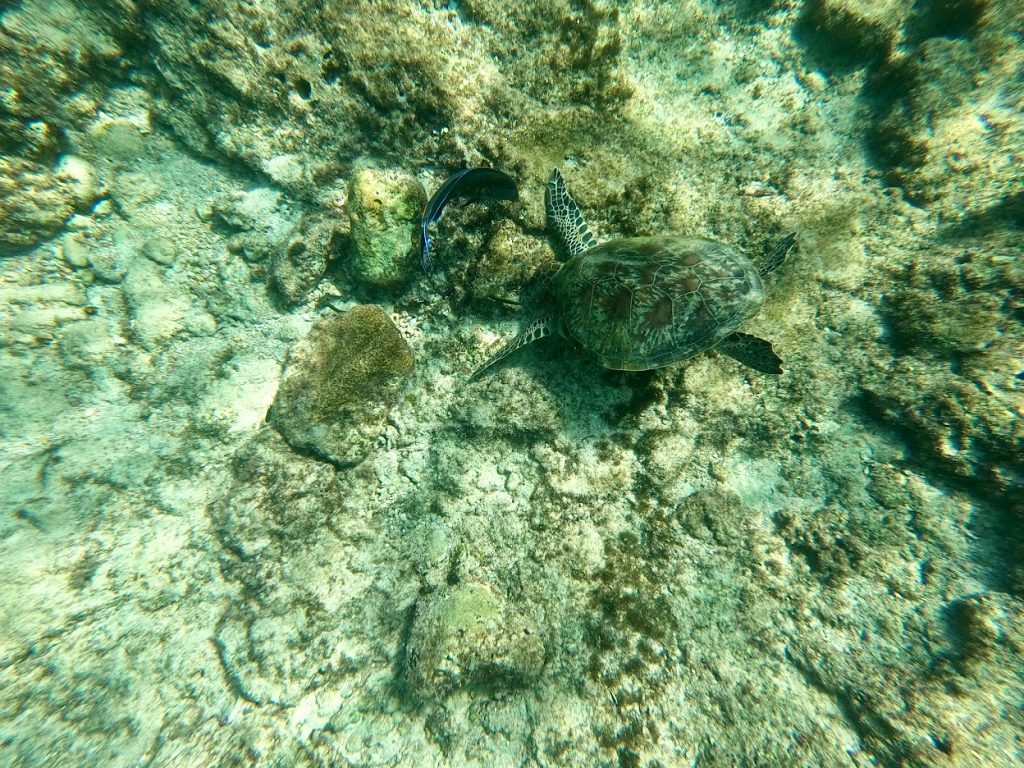 Żółwie morskie - wysyp Ad Dimaniyat